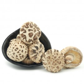 WHITE FLOWER MUSHROOM  (5-6CM)