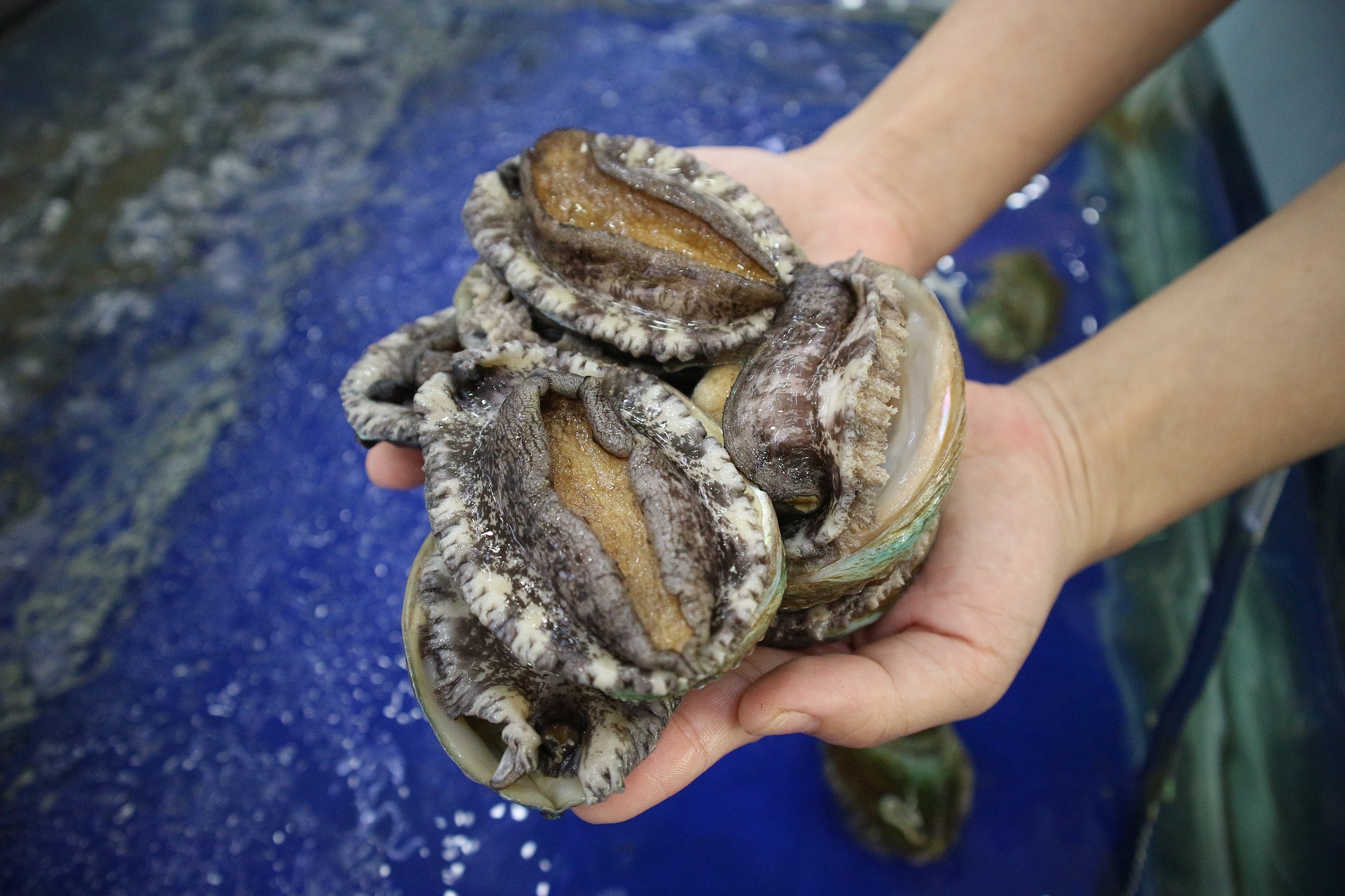 Freshly caught abalone